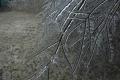 December 2007 Ice Storm - Central Oklahoma