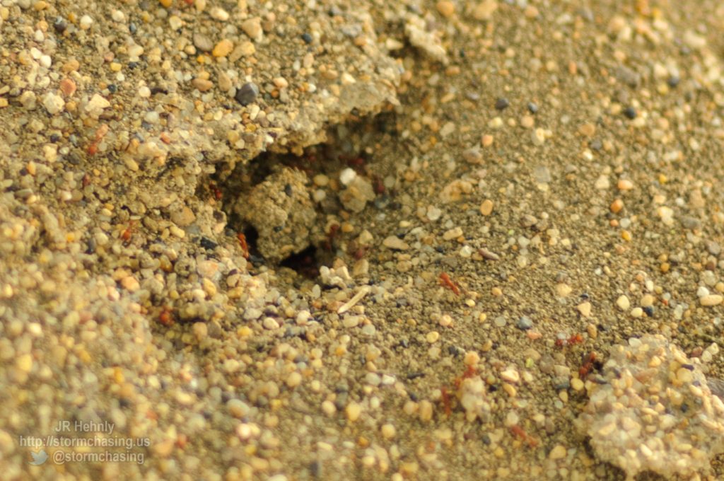 Ants paid no attention to us or the storm - 5/17/2012 6:50:24 PM - Plains, Kansas - USA - 