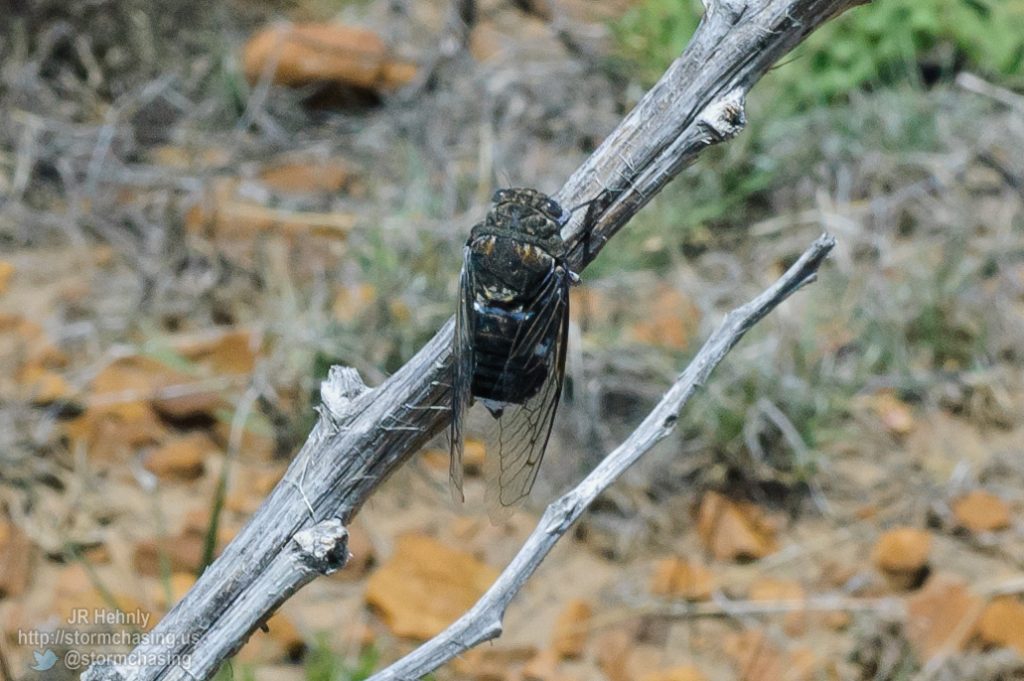 These cicadas were making a lot of noise - 6/2/2012 12:53:02 PM - Kenton, Oklahoma - USA - 