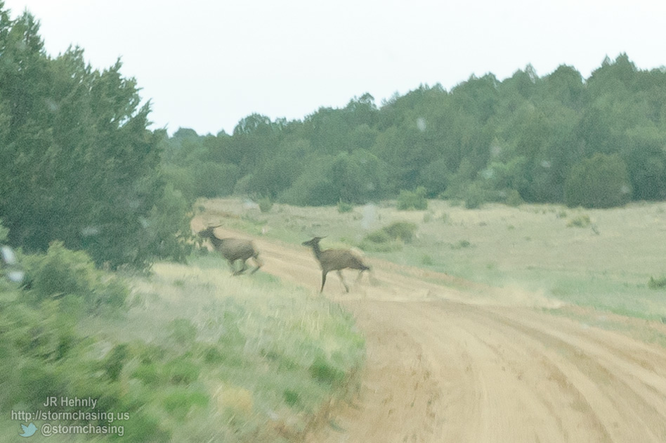 Suprised a couple of elk along the way - 6/2/2012 4:03:35 PM - Kim, Colorado - USA - 
